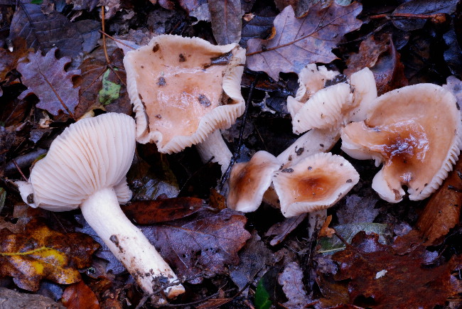 uscita prima della nevicata